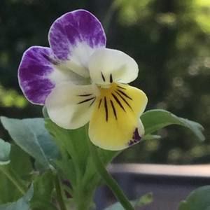 Meet your Posher, Asb